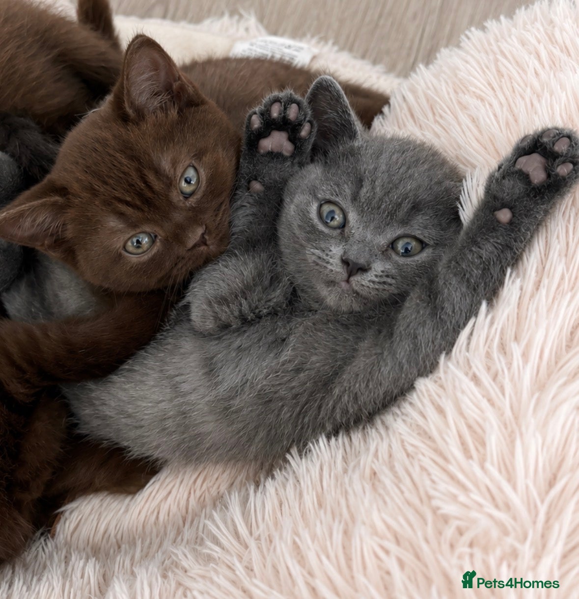 British Shorthair cats 🏆 British Shorthair Kittens🏆 - Advert 2