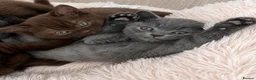 British Shorthair cats for sale: 🏆 British Shorthair Kittens🏆 - Advert 1