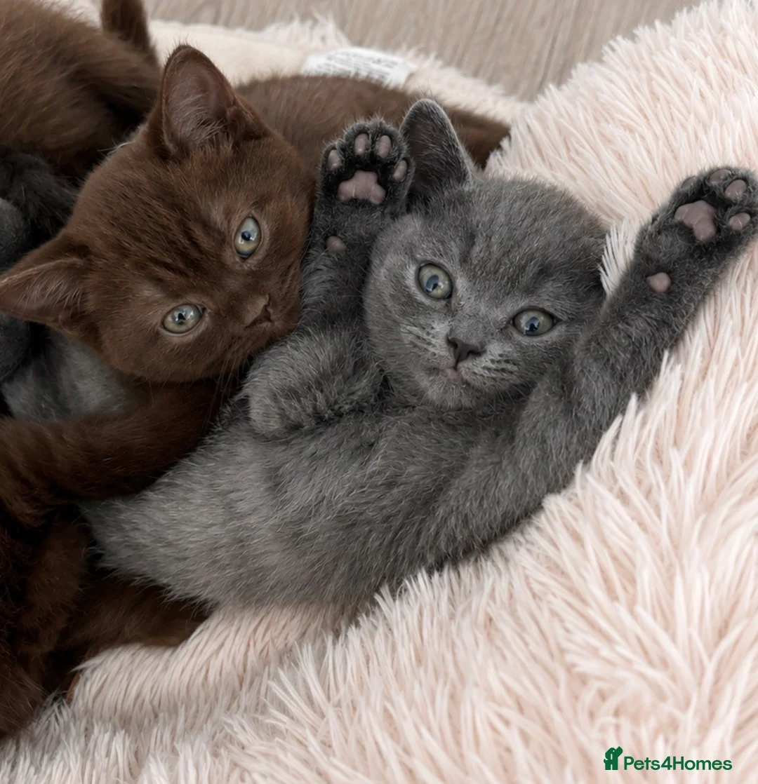British Shorthair cats for sale: 🏆 British Shorthair Kittens🏆 - Advert 1
