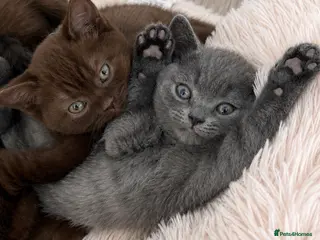 British Shorthair cats 🏆 British Shorthair Kittens Ready Now🏆 - Advert 1