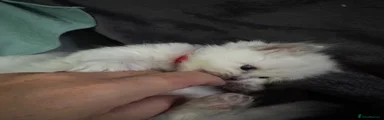Ragdoll 3