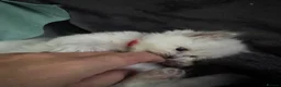 Ragdoll cats for sale: Ragdoll kittens - Advert 4