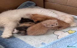 Turkish Angora cats for sale: Pedigree Turkish angora x bengal  - Image 6