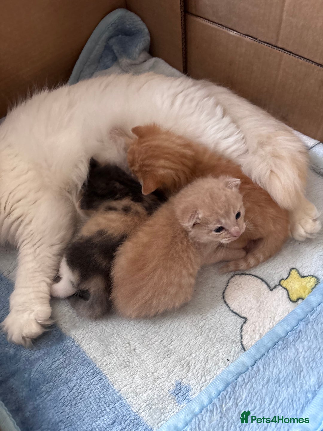 Turkish Angora cats for sale: Pedigree Turkish angora x bengal  - Image 6