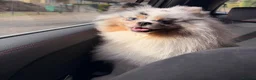 Pomeranian dogs for stud: Russian 🇷🇺 import Pomeranian💙 - Advert 3