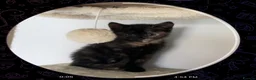Mixed Breed cats for sale: 3 GORGEOUS KITTENS FOR SALE - Advert 12