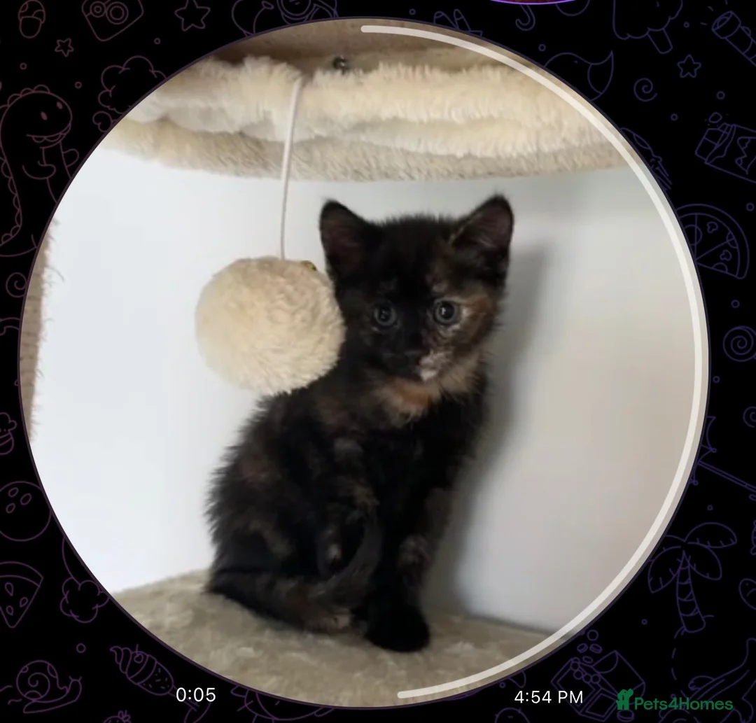 Mixed Breed cats for sale: 3 GORGEOUS KITTENS FOR SALE - Advert 12