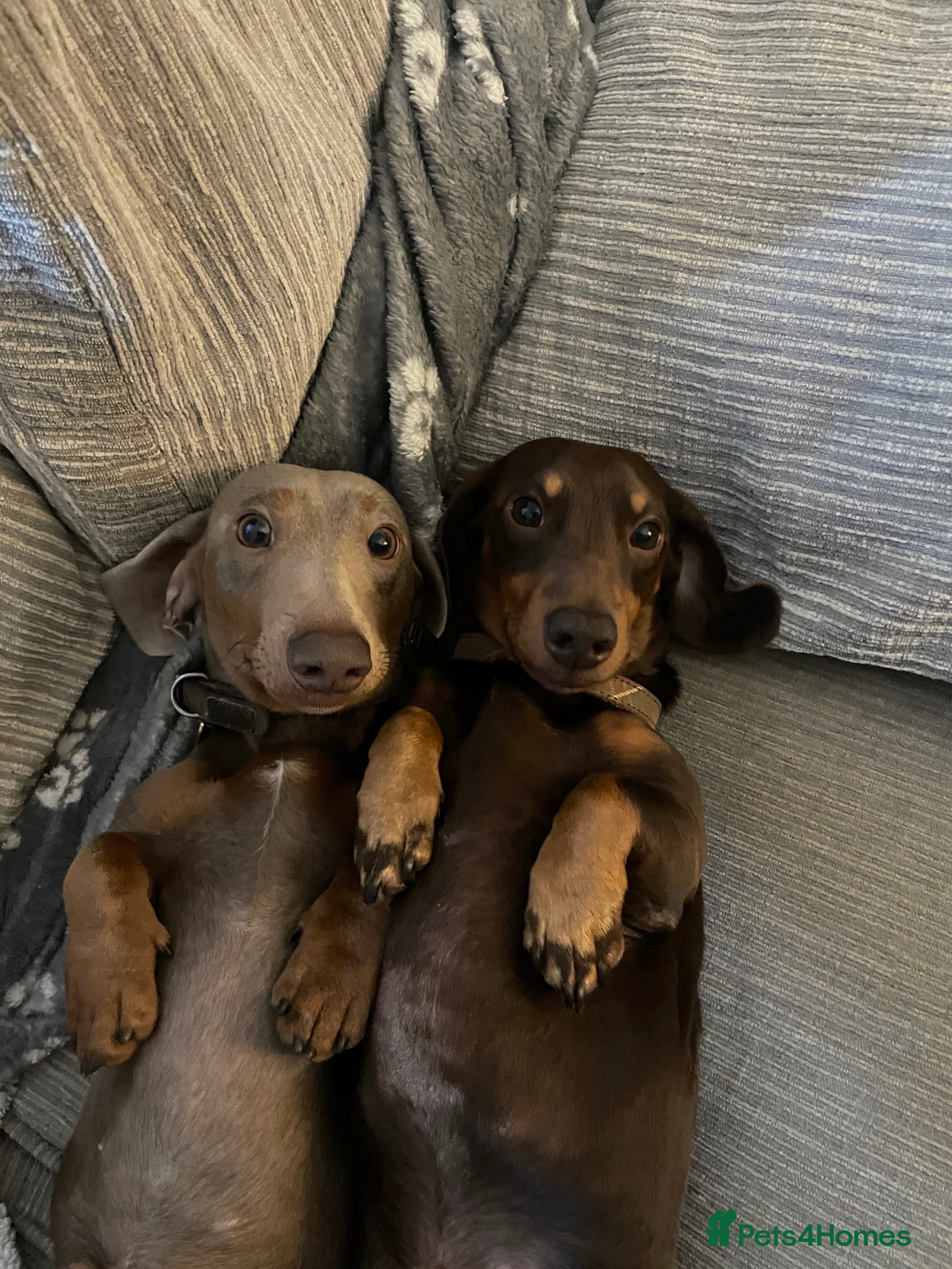 Miniature Dachshund dogs Loving Pair of Mini Dachshunds 🐶 🐶  - Advert 8