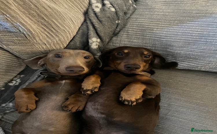 Miniature Dachshund dogs Loving Pair of Mini Dachshunds 🐶 🐶  - Advert 2
