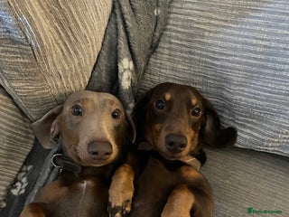 Miniature Dachshund dogs Loving Pair of Mini Dachshunds 🐶 🐶 - Advert 6