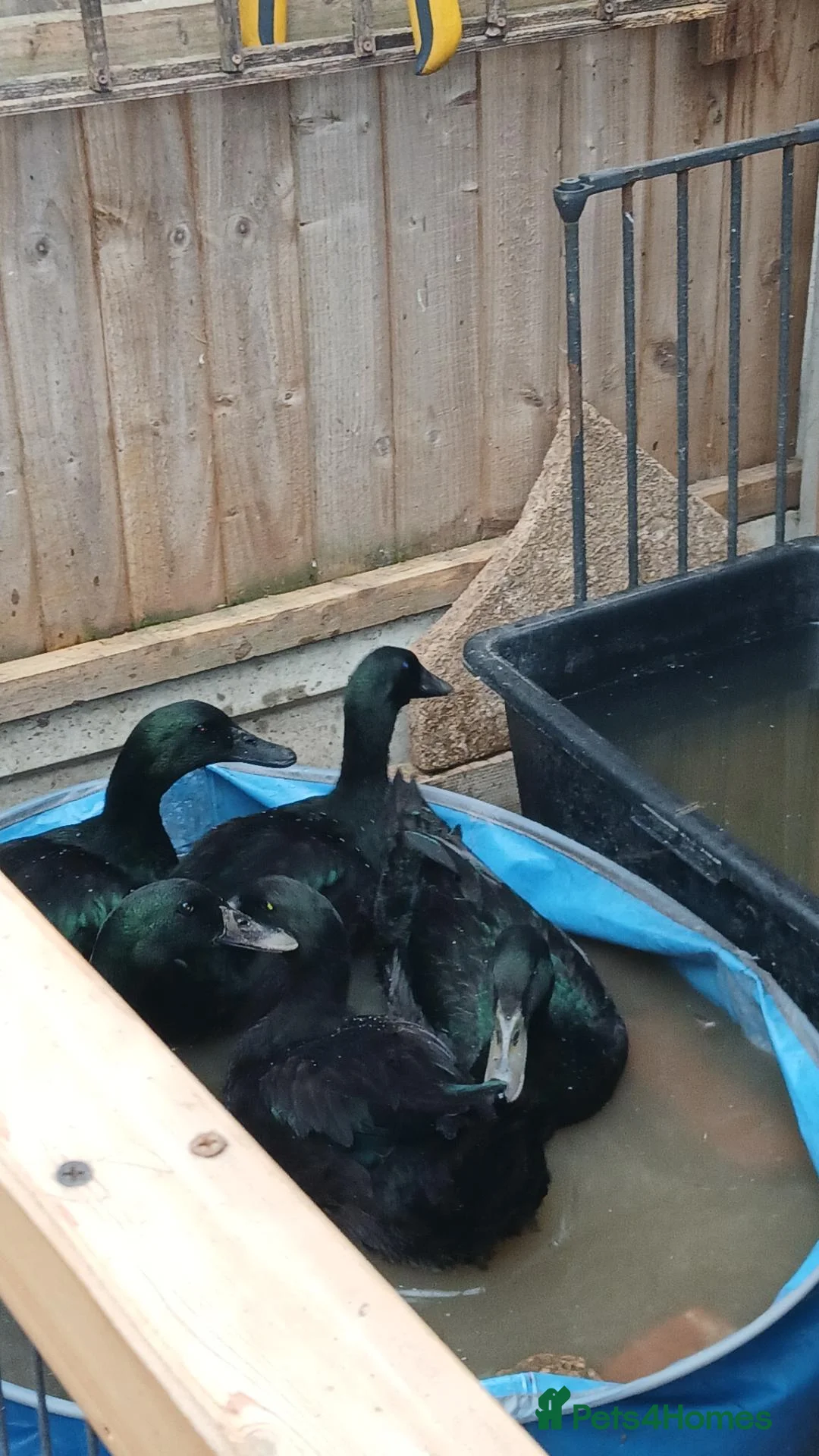 Ducks poultry for sale: 1 pair of cayuga ducks - Advert 1