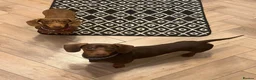 Miniature Dachshund dogs for sale: Miniature Dachshund Puppies  - Advert 8
