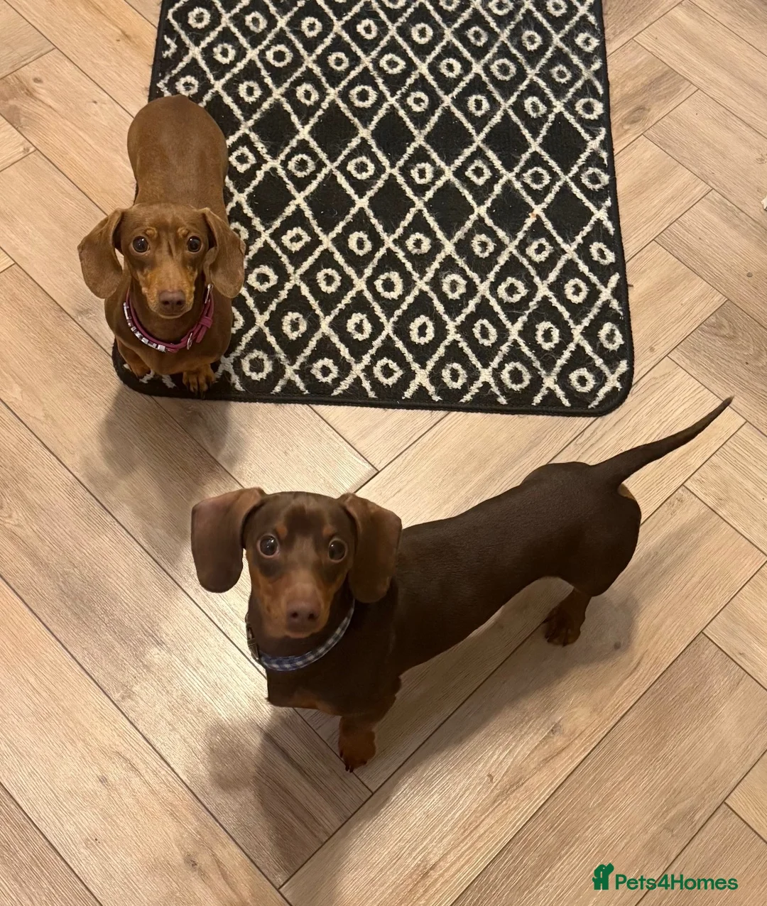 Miniature Dachshund dogs for sale: Miniature Dachshund Puppies  - Advert 8