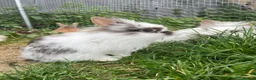 Lionhead rabbits for sale: Lionhead rabbits with starter pack in Ripley - Advert 9