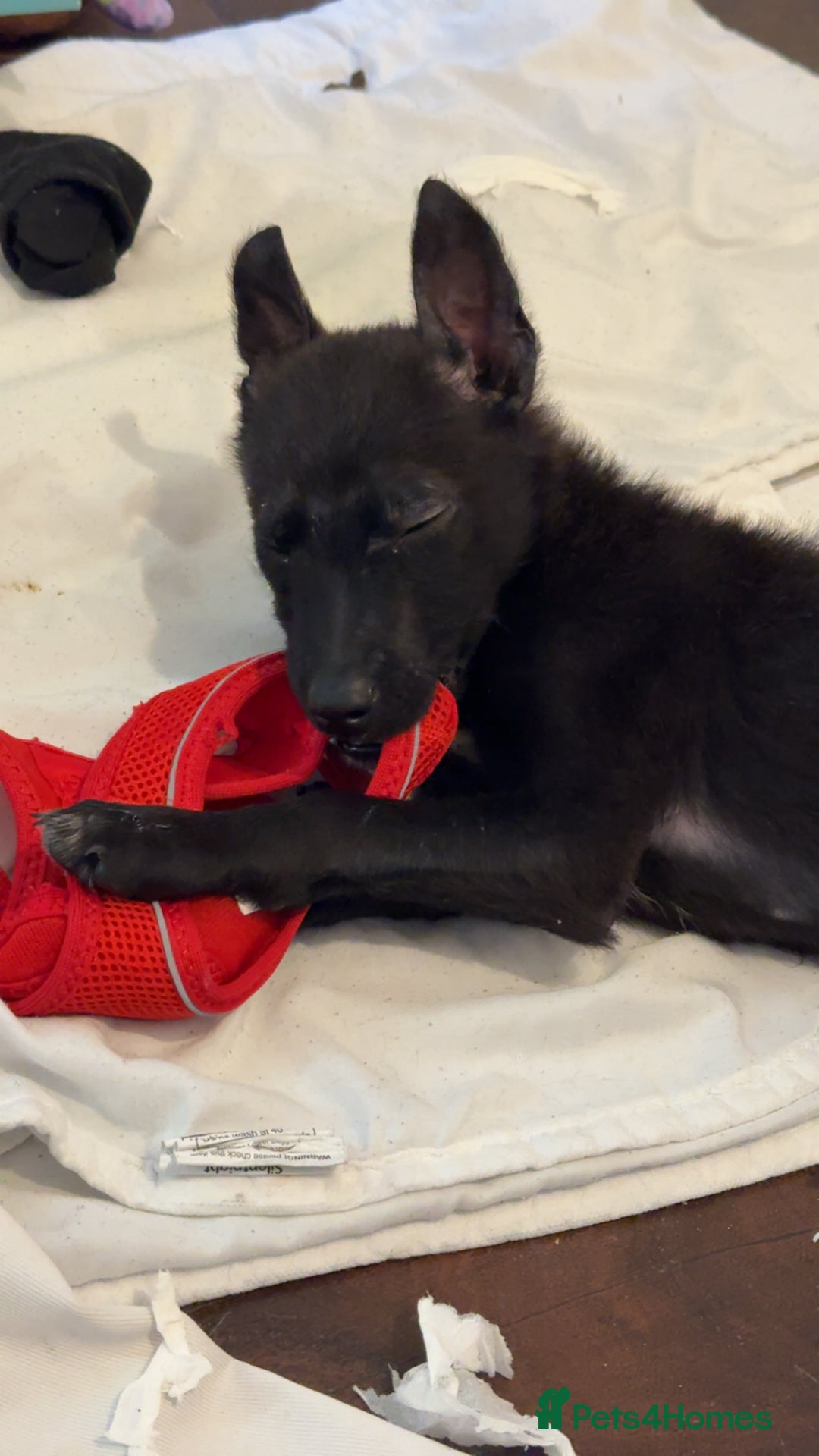 Belgian Shepherd Dog dogs for sale: Young Belgian Mali Boy - Advert 7