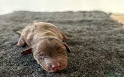 Cavapoochon dogs for sale: Rare Cavapoochons Home Raised PRA clear - Image 4