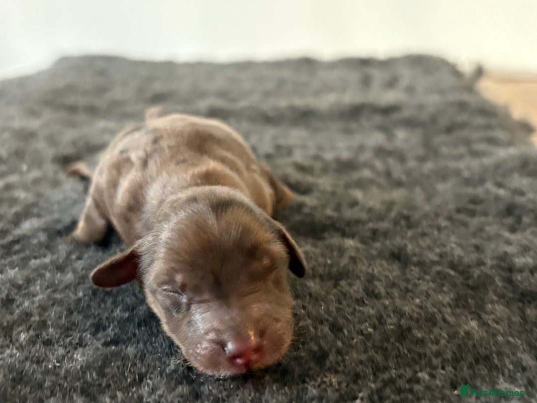 Cavapoochon dogs for sale: Rare Cavapoochons Home Raised PRA clear - Image 4