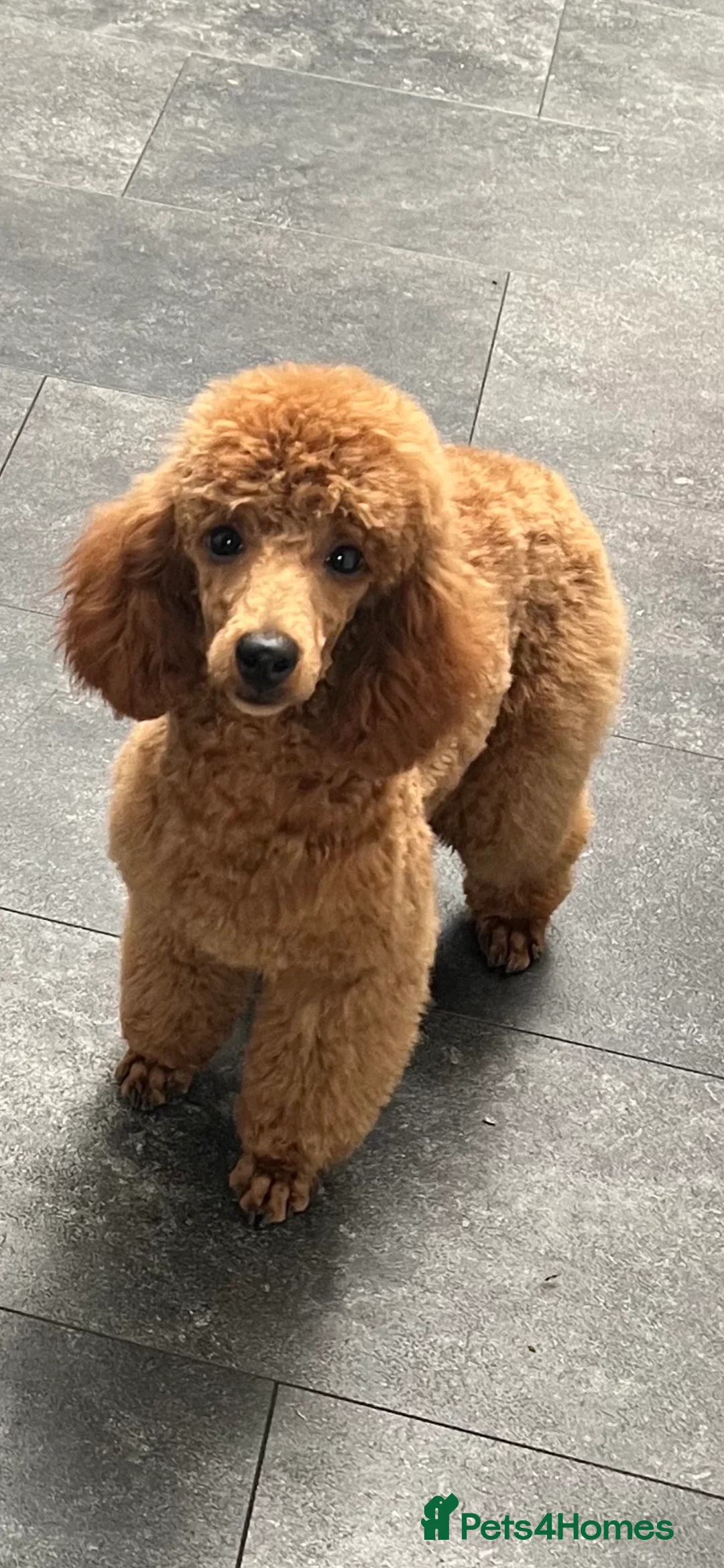 Miniature Poodle dogs for stud: STUNNING (FULLY HEALTH TESTED)RED MINIATURE POODLE in Galston - Advert 3