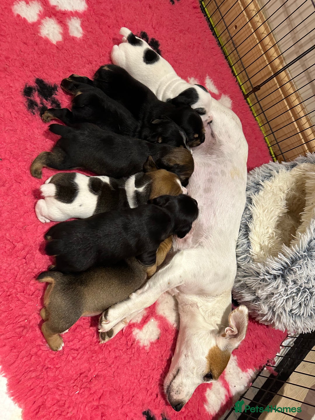 Jack Russell dogs for sale: Tri coloured Jack Russell puppies 🐶 - Image 8
