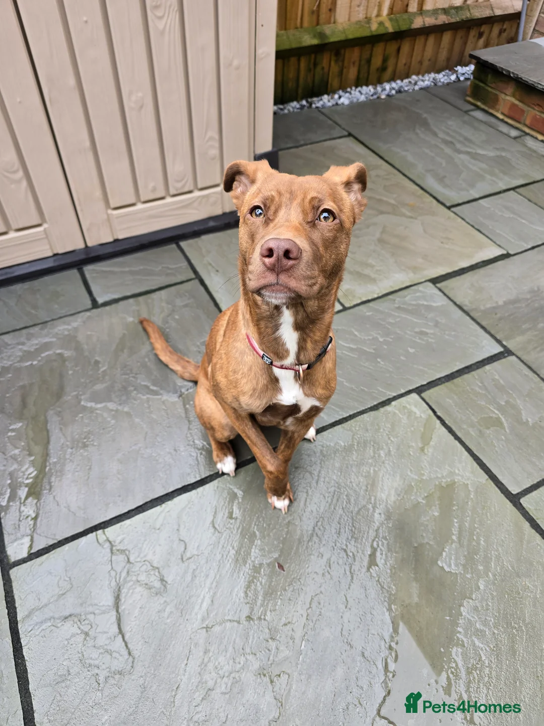 Mixed Breed dogs for sale: Bonnie - Advert 2