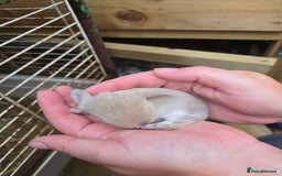 Mini Lop rabbits for sale: Stunning selection of mini lops ready for securing - Image 12
