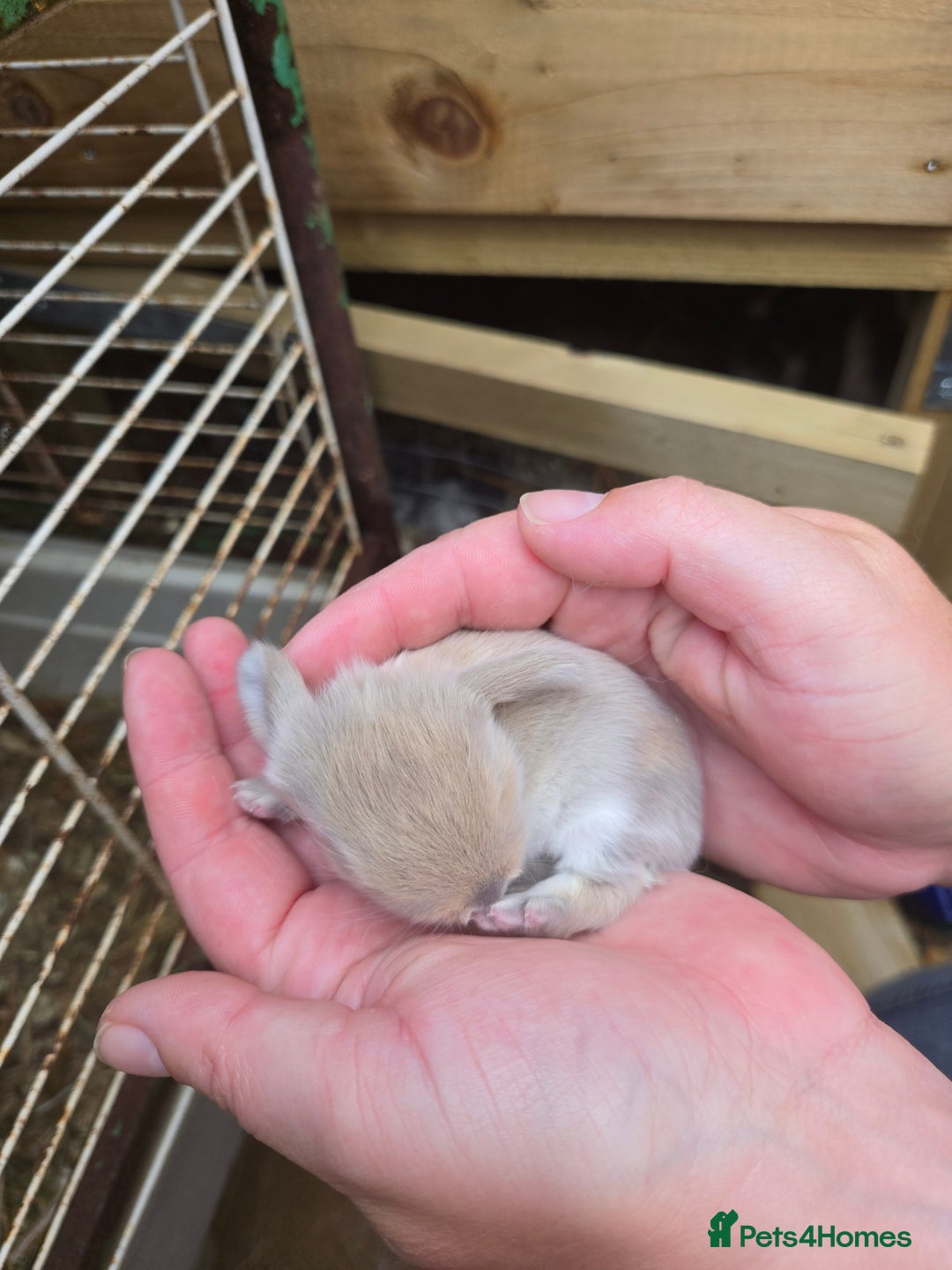 Mini Lop rabbits for sale: Stunning selection of mini lops ready for securing - Image 12