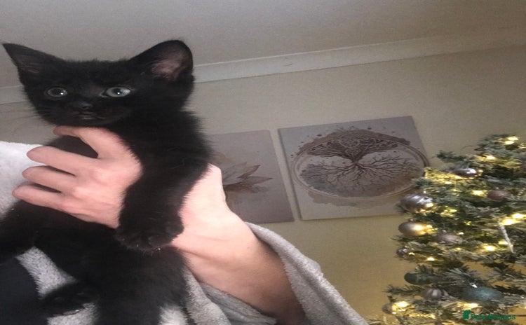Domestic Shorthair cats Last male all black kitten ready now  - Advert 7