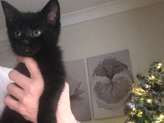 Domestic Shorthair cats Last male all black kitten ready now - Advert 13