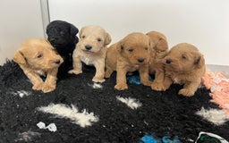 Miniature Poodle dogs for stud: Miniature red poodle stud  in Maidstone - Image 8