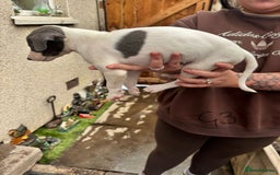 Whippet dogs for sale: Whippet pups x14 - Advert 7