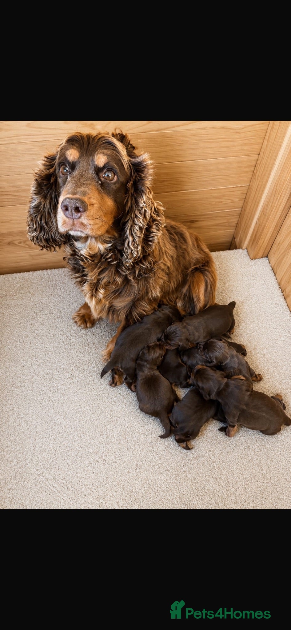 Cocker Spaniel dogs Beautiful working cockers  - Advert 1