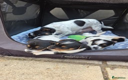 Jack Russell dogs for sale: Tricolour short legs Jack Russell  - Image 18