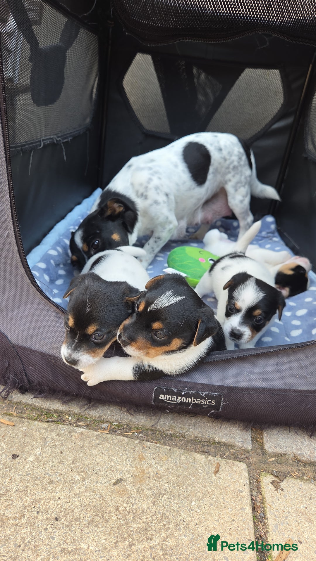 Jack Russell dogs for sale: Tricolour short legs Jack Russell  - Image 18