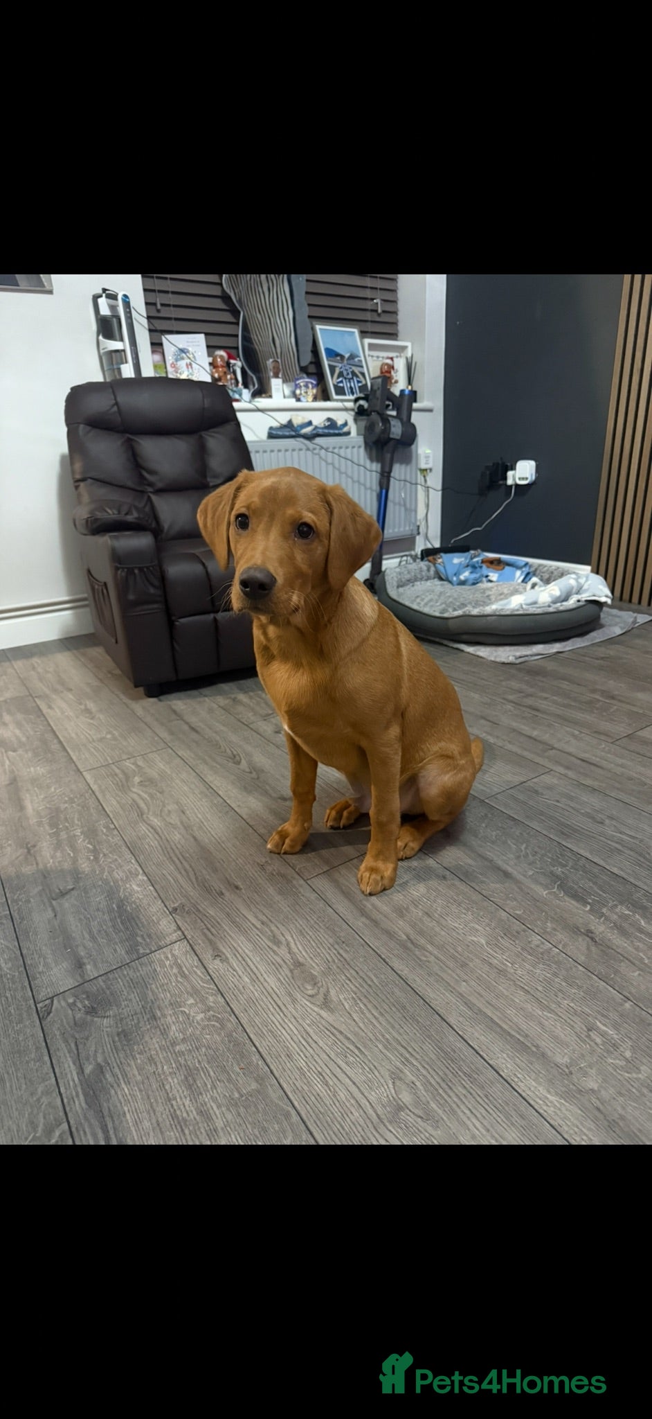 Labrador Retriever dogs Red fox Labrador  - Advert 1