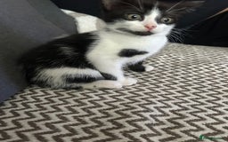 Mixed Breed cats for sale: One girl left 🐱🩷 ready to go😊 - Image 3