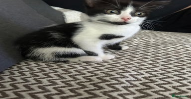 Mixed Breed cats - Advert 7