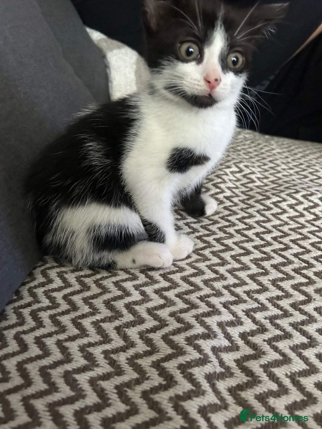 Mixed Breed cats for sale: One girl left 🐱🩷 ready to go😊 - Image 3
