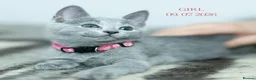 Russian Blue cats for sale: Adorable Russian Blue Kittens - Advert 12