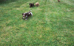 Cocker Spaniel dogs for sale: Cocker Spaniel Puppies - Image 21