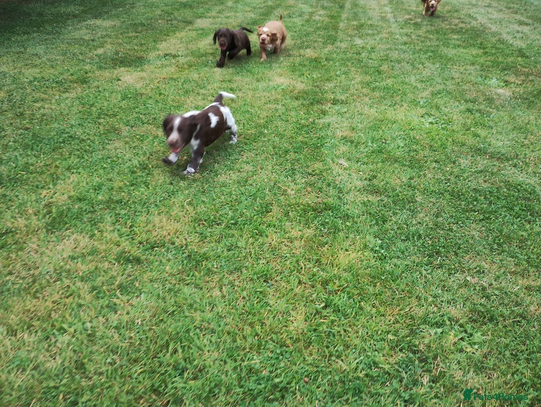 Cocker Spaniel dogs for sale: Cocker Spaniel Puppies - Image 21