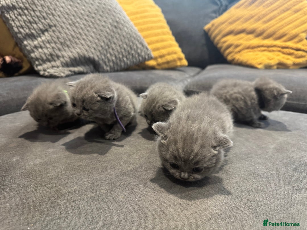 British Shorthair cats for sale: British short hair kittens  - Image 6