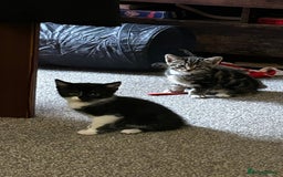 Domestic Shorthair cats for sale: 7 very adorable kittens  - Image 2
