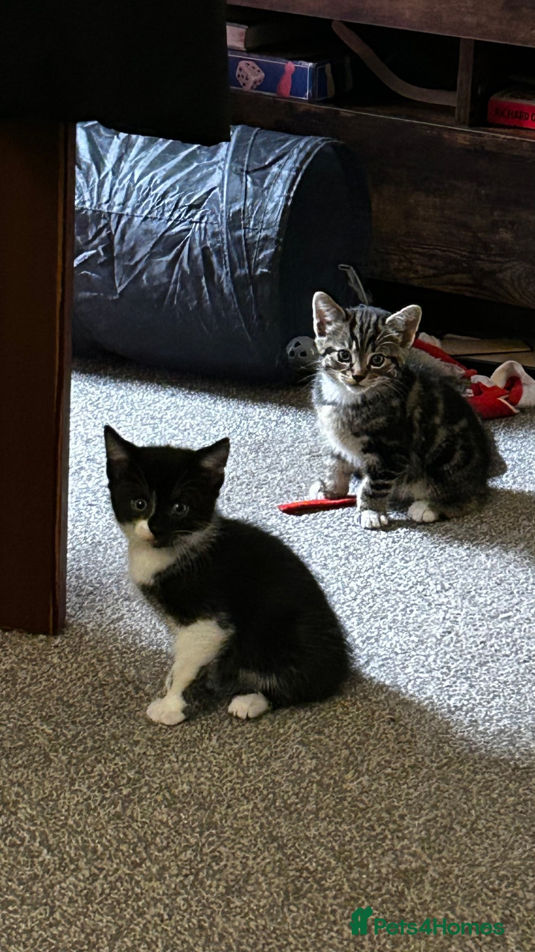 Domestic Shorthair cats for sale: 7 very adorable kittens  - Image 2