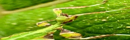 Stick Insects invertebrates for sale: Leaf insects (phyllium philippinicum) stick insect - Advert 8