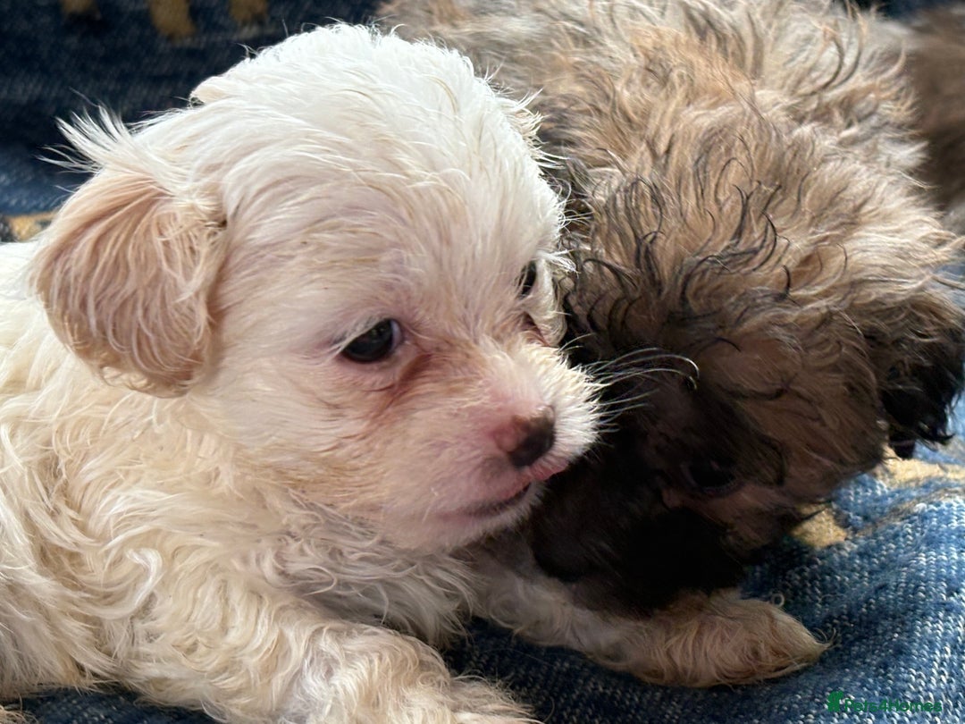 Mixed Breed dogs for sale: Hypoallergenic teddy puppies  in Lincoln - Image 7