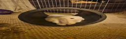 Mixed Breed rabbits for sale: Young Rabbits looking for new home in Alfreton - Advert 6
