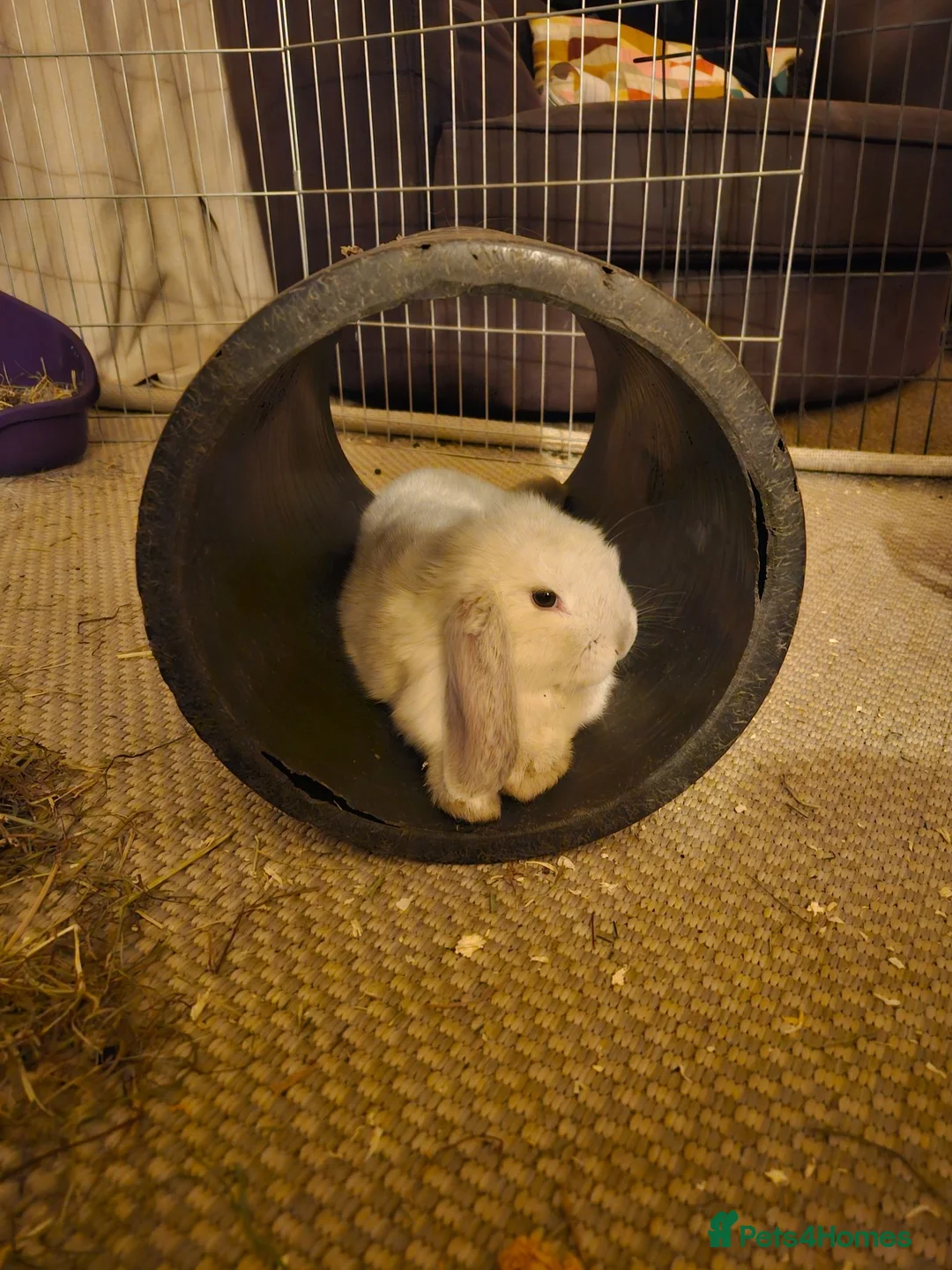 Mixed Breed rabbits for sale: Young Rabbits looking for new home in Alfreton - Advert 6