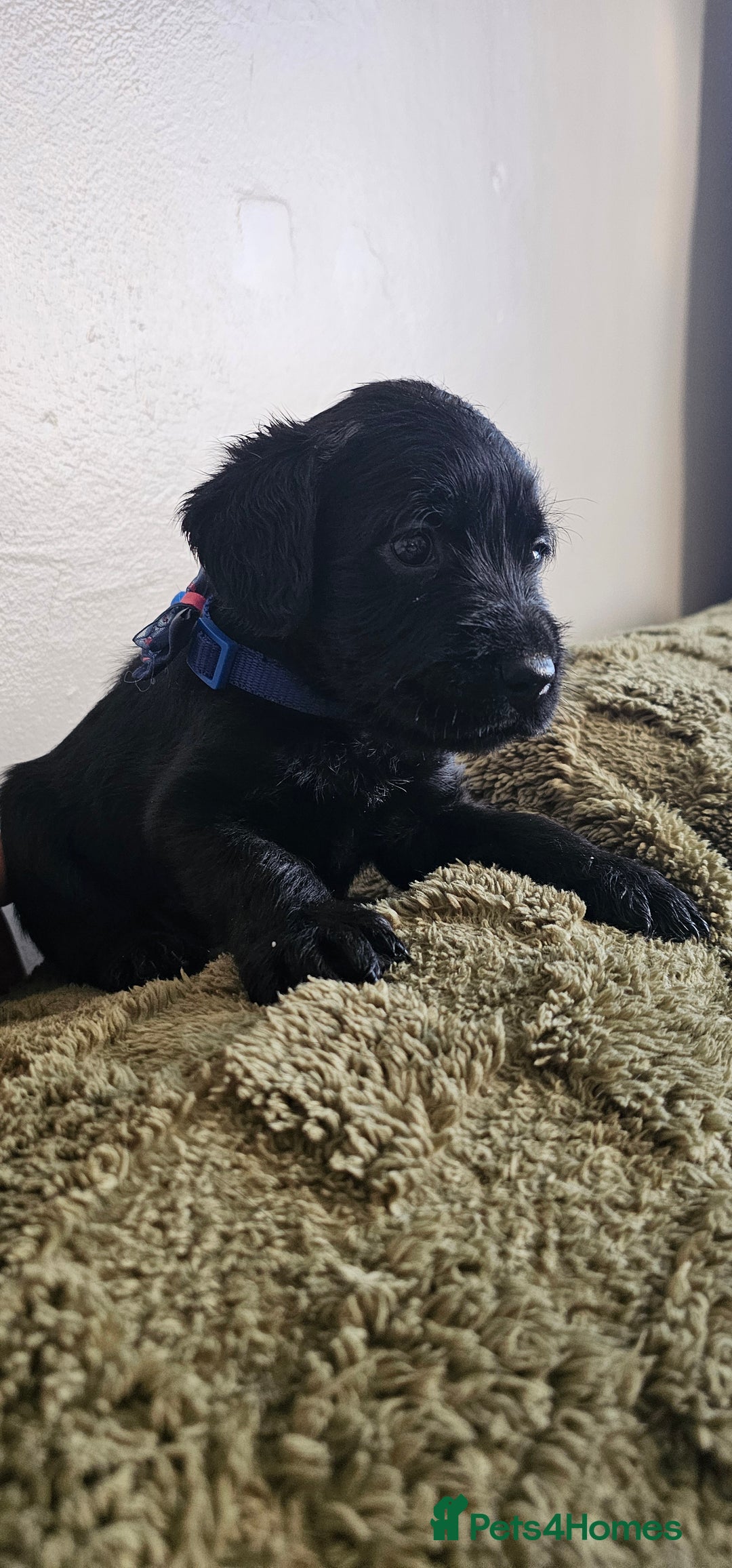 Schnoodle dogs for sale: Perfect schnoodles - Advert 31