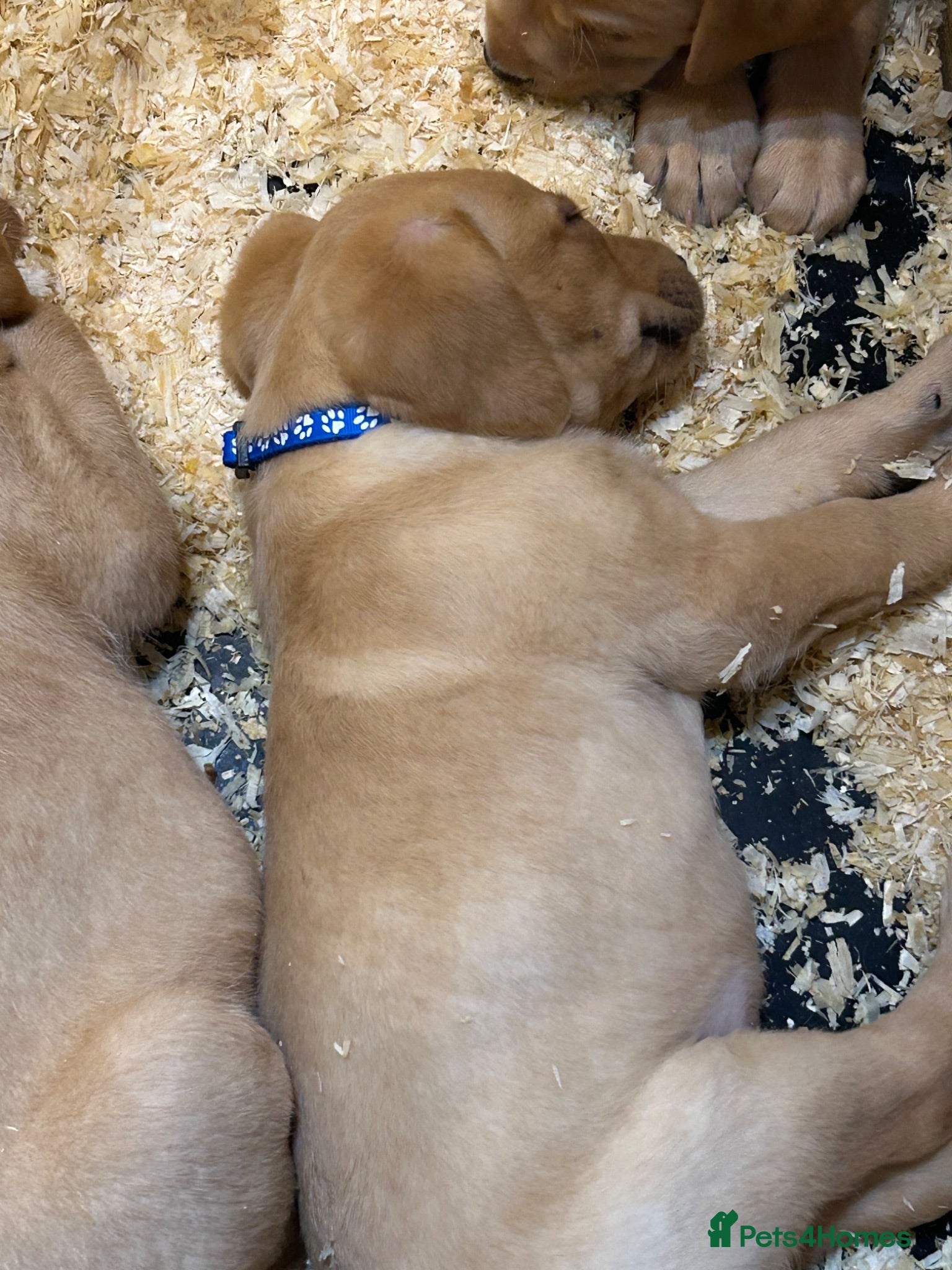 Labrador Retriever dogs KC yellow Labradors (Fox red) viewing this weekend - Advert 2