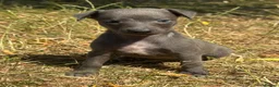 Whippet dogs for sale: KC REG BLUE WHIPPETS BVA AND HEART TESTED PARENTS - Advert 15